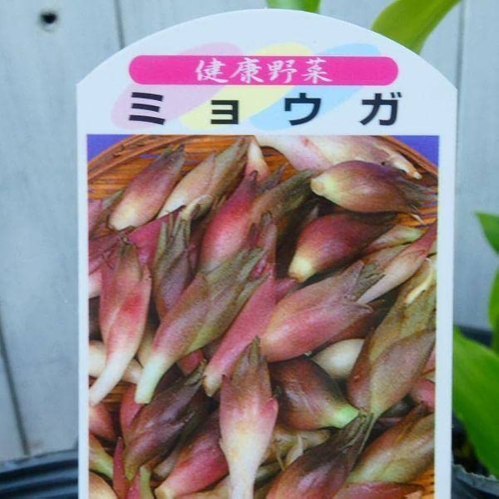 ポリポット植えミョウガ苗 210519_myoga_nae-01.jpg?fitin=